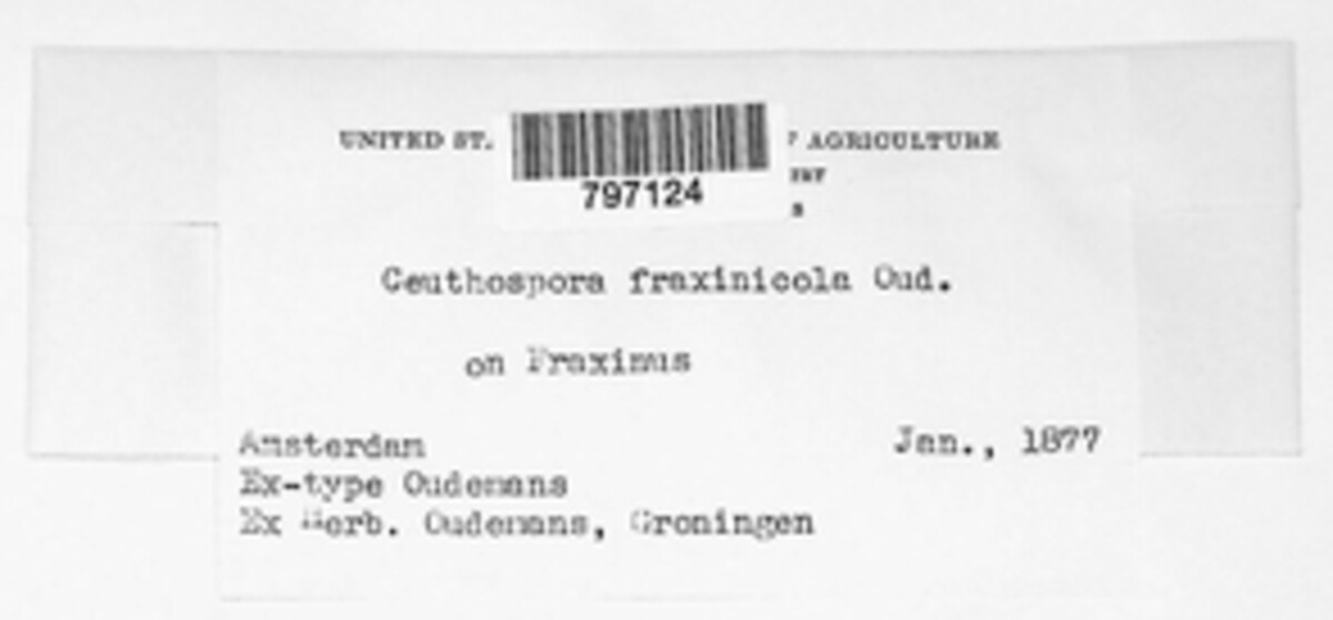 Ceuthospora fraxinicola image